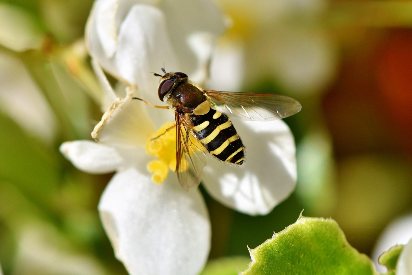 Flower fly, sly.