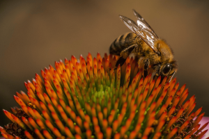 Bee pollinating a flower